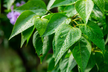 Lilac garden trees under the rain nature spring time with free space text