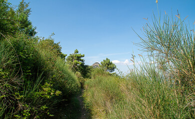Obraz premium Vegetazione lungo il sentiero di montagna nelle marche