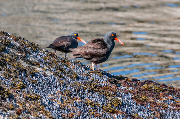 Black Oystercatchers (Haematopus bachmani) at Chowiet Island, Semidi Islands, Alaska, USA