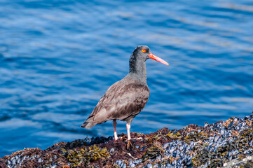 Black Oystercatcher (Haematopus bachmani) at Chowiet Island, Semidi Islands, Alaska, USA