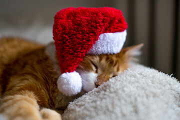 Ginger fat cat in a santa hat. Lovable ginger cat wearing Santa Claus hat sleeping A fluffy kitten sitting on a couch wearing a red cap. Christmas with a sleeping cat. portrait of a fat cute cat.