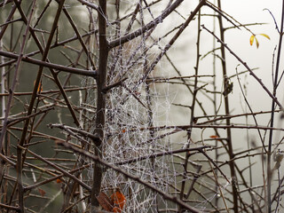 spider web in a tree on a misty morning