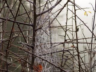 spider web in a tree on a misty morning