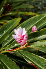 Red Ginger (Alpinia purpurata) in park, Nicaragua