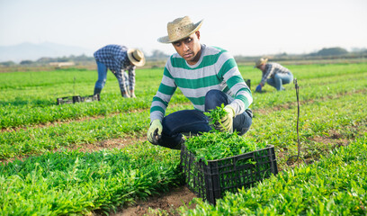 Skilled latin american horticulturist gathering crop of green arugula on vegetable plantation in summertime