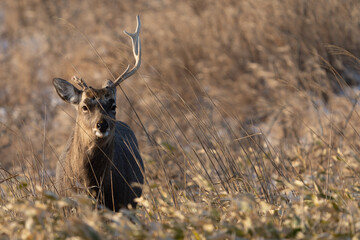 秋のエゾシカ