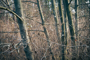 jesienne drzewa © Marcin Łazarczyk