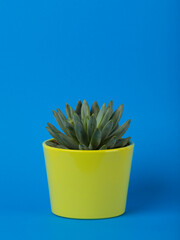 Small pachyphytum hookeri succulent plant in green flower pot on blue background
