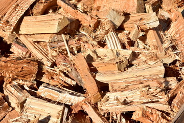 Pine tree cut wood background. Wood texture with sun light.