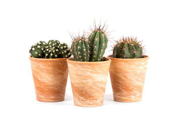 Three cactus plants in terra cotta flower pots isolated on white background