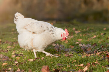 White Sussex chicken in the garden