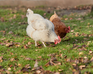 Free white and red chicken in the garden