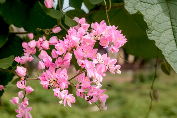 Mexican Creeper (Antigonon leptopus) in park, Nicaragua