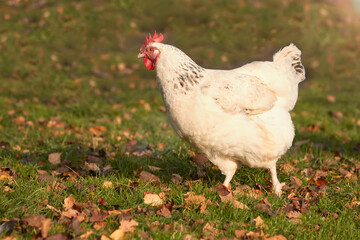 White Sussex chicken in the garden