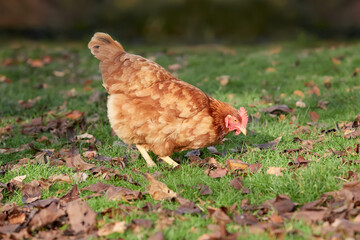Brown chicken eating in the garden