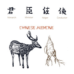 Chinese medicine ink pen sketch isolated on white background. Chinese medical deer antlers and ginseng root. Medical plants and animals in China medication.