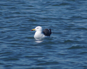 seagull on the sea  