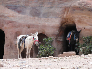 Jordania pustynia Petra miasto - obrazy, fototapety, plakaty