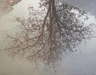 tree in a puddle