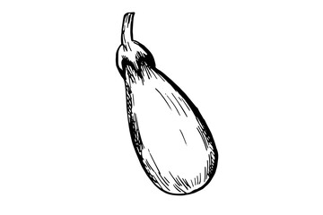 One hand-drawn zucchini design for greeting cards, posters, recipes, cooking design. Isolated on a white background. A drawn vector element. Black and white graphics