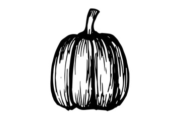 Single hand drawn pumpkin for greeting cards, posters, recipes, culinary design. Isolated on a white background. A drawn vector element. Black and white graphics