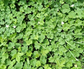 green leaves background