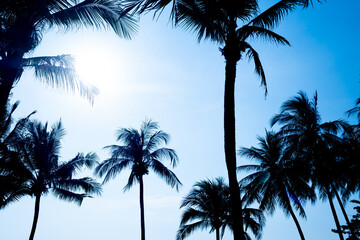 nice tropical with blue sky, palms tree, green leave 
