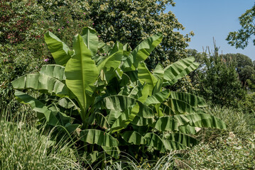 Japanese Banana (Musa basjoo) in park, Abkhazia
