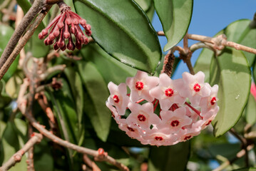 Wax Plant (Hoya carnosa) in greenhouse