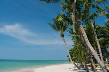 beach and sea, Holiday and vacation, nice tropical beach with palms, White clouds with blue sky 
