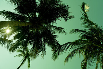 Fototapeta na wymiar nice tropical with blue sky, palms tree, green leave 