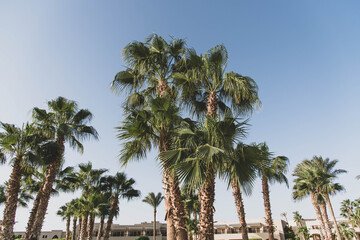 Fototapeta premium Palm trees on the beautiful beach sky background.