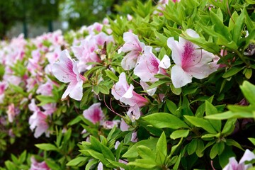 ピンクのツツジ 花壇