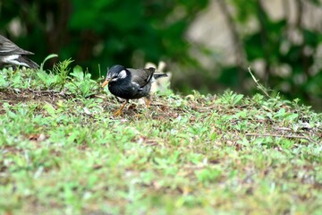 2羽のムクドリ アップ