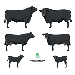 Aberdeen Angus - The Best Beef Cattle Breeds. Set Bull, Cow, Calf. Farm animals. Vector Illustration.