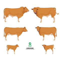 Limousine - The Best Beef Cattle Breeds. Set Bull, Cow, Calf. Farm animals. Vector Illustration.