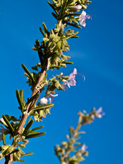 Blühender Rosmarinzweig. (Rosmarinus officinalis)