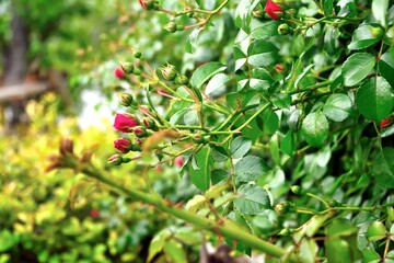 ローズピンクのバラ 花のつぼみ 花壇