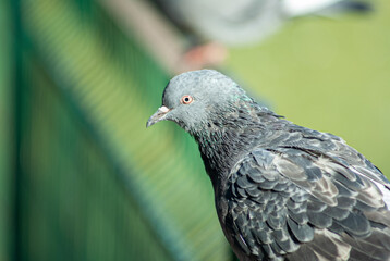 
Pigeon is basking in the sun