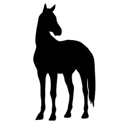 Icon of horse silhouette. Black illustration of mustang stallion	
