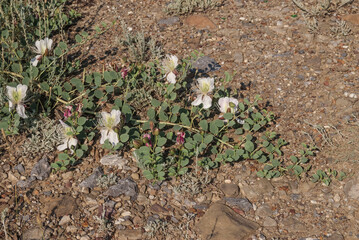 Caper Bush (Capparis herbacea) in coastal hills, Crimea