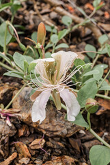 Caper Bush (Capparis herbacea) in coastal hills, Crimea