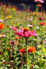 花 花畑 ジニア 美しい 鮮やか 秋