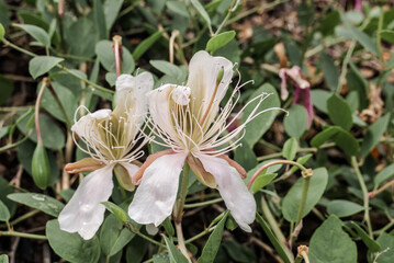 Caper Bush (Capparis herbacea) in coastal hills, Crimea