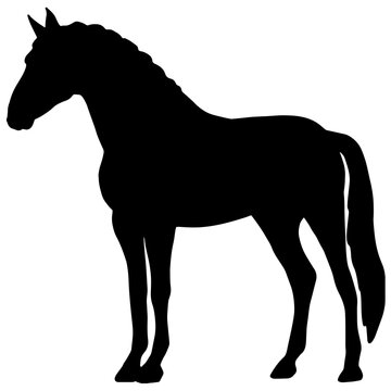 Icon of horse silhouette. Black illustration of mustang stallion	
