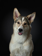 mix dog funny portrait. Charming pet in studio on black background. 