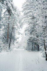 View of the winter Park in snowy weather. Snow-covered trees lanterns and paths. Seasonal changes in nature