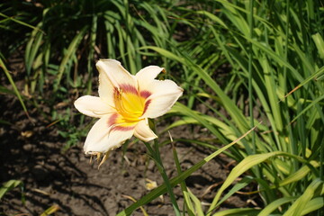 Fototapeta premium Single beige and purple flower of daylily in June