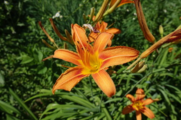 Obraz premium Not pollinated orange flower of tawny daylily in mid June