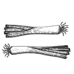 Hand drawn black and white crosshatch vector illustration of two leek. No background.